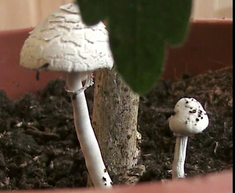Pilz in Blumentopf Pilzbestimmung u. Bestimmungshilfe Pilzforum.eu