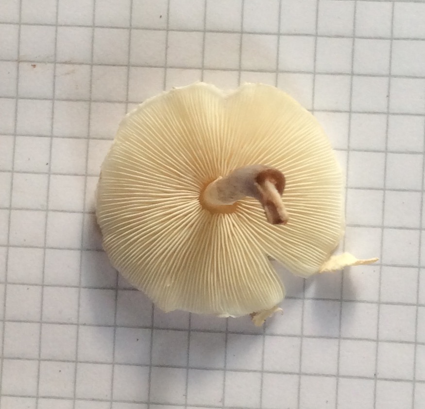 30115342pl.jpg