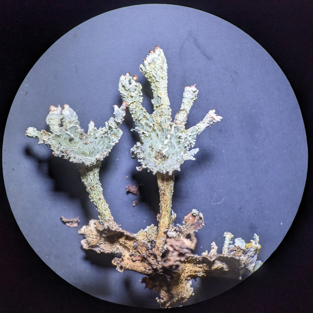 bafkreicaih3o2oopuhrg7xsehxlztnjlppkkxfiwucojvejndes55fsxmu@jpeg