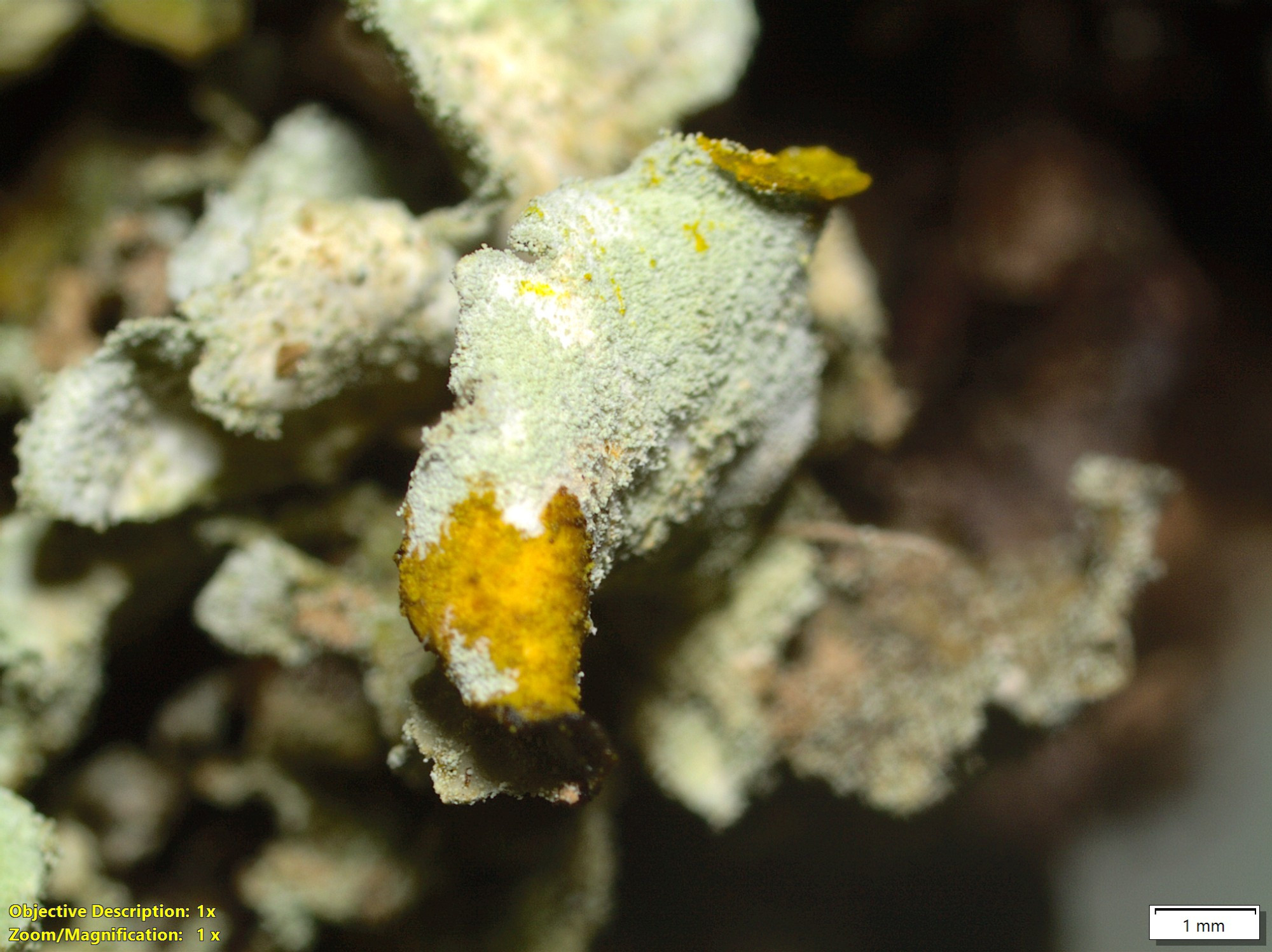 bafkreigkzygo33phe3uo6najbgqrxtlwwl5pbsqey45ygct26ytnknhgye@jpeg