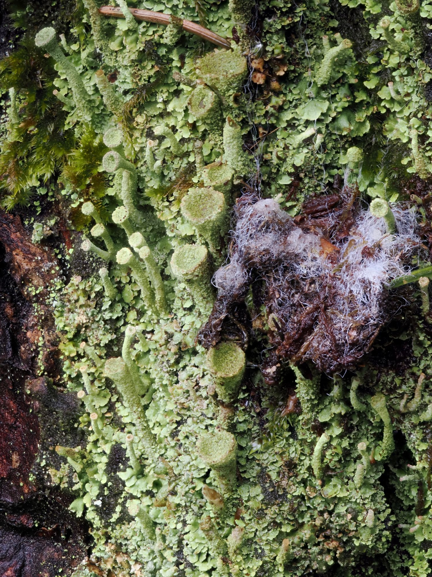 bafkreihjrdbcnnwbi7rz3ef7abfpxqax5onw67iku2kw73tuj5a5ujcj3a@jpeg