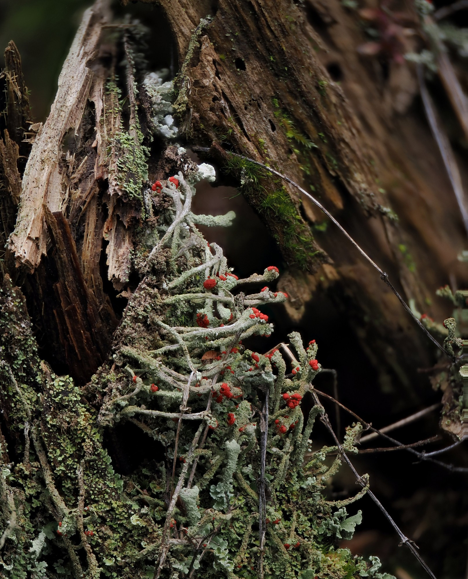 bafkreiey6sdmrksz5dcpb2mj2azzfimpens6i4sodhu5tkqg57mlwbwuyu@jpeg