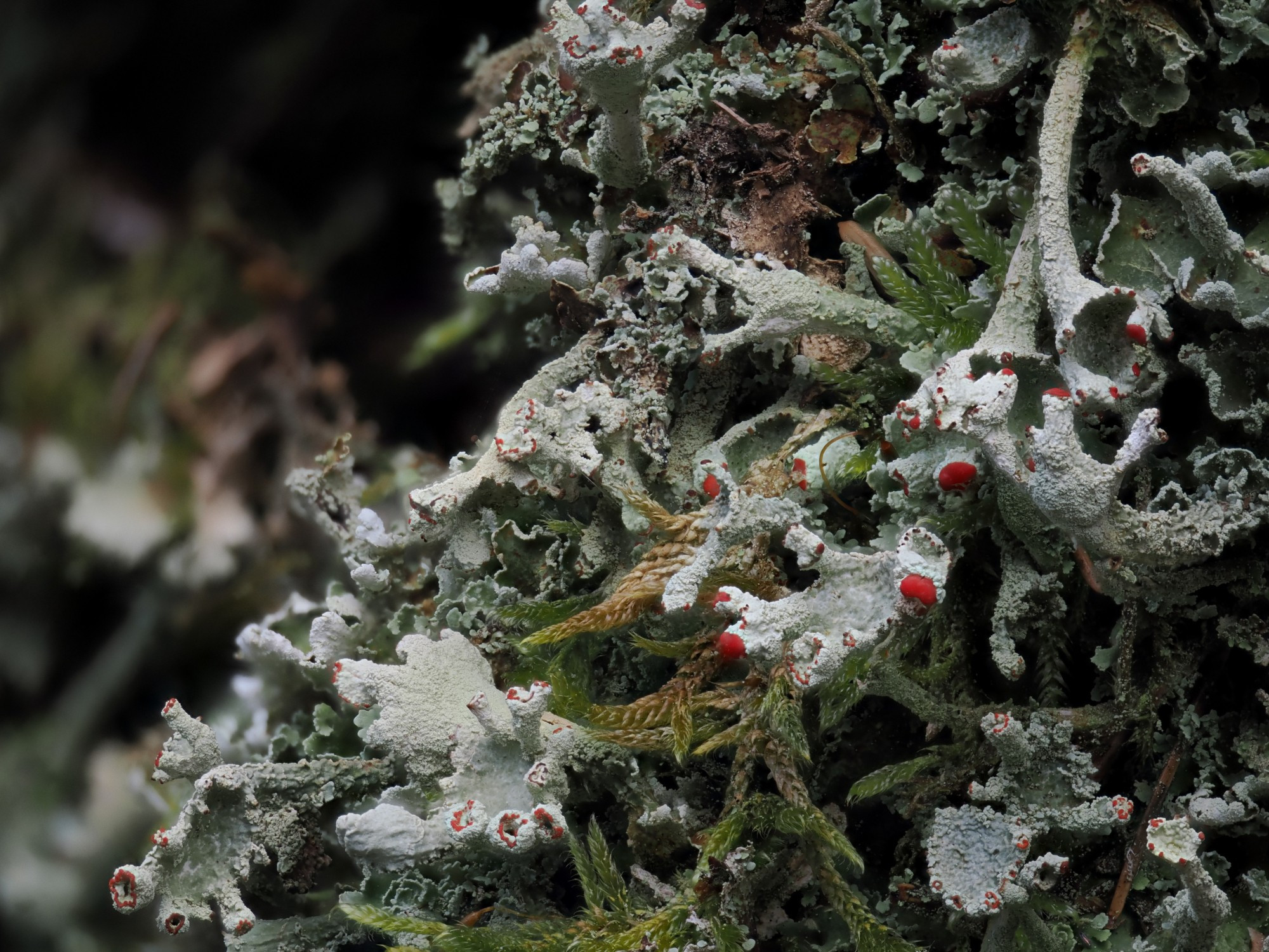 bafkreig5m36r56azw6675xuvfnbwds4ktynhjmgxu6miw44nv4gi66gnd4@jpeg