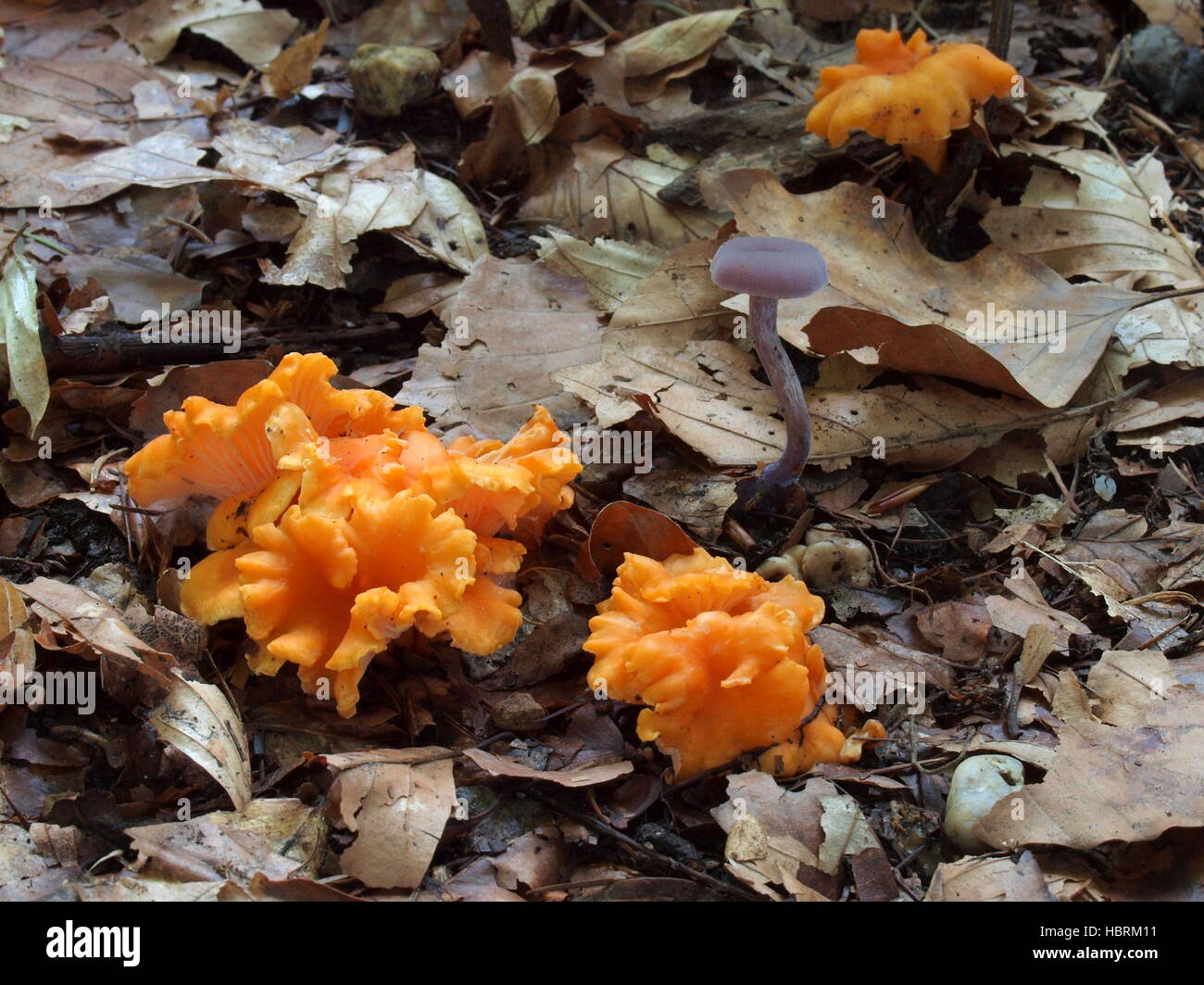 orange-chanterelle-cantherellus-friesii-HBRM11.jpg