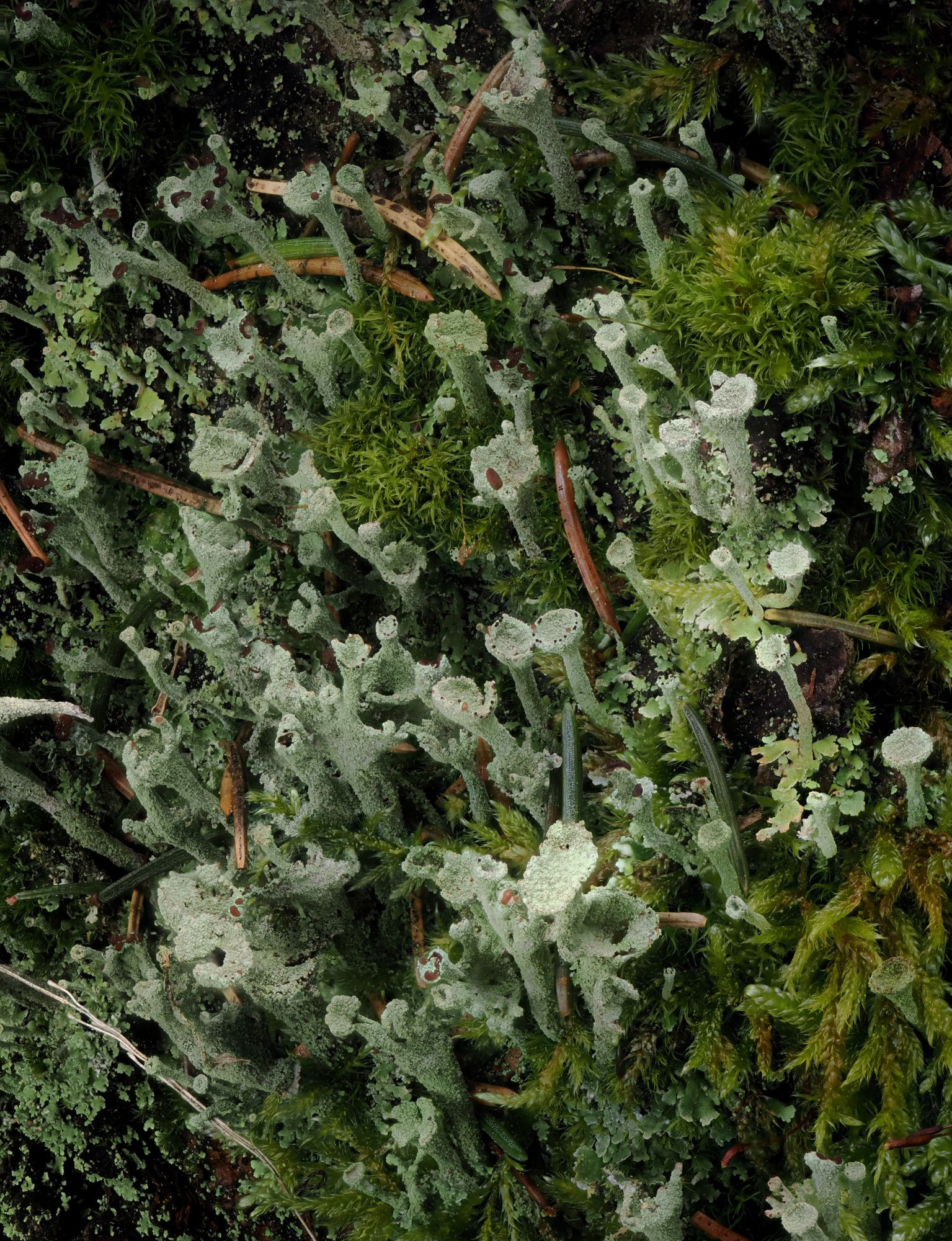 bafkreibsb3oy6dbl7ku2epft3vuh6ibi52i7ls7bcplkmpy7wij4iuvc7e@jpeg