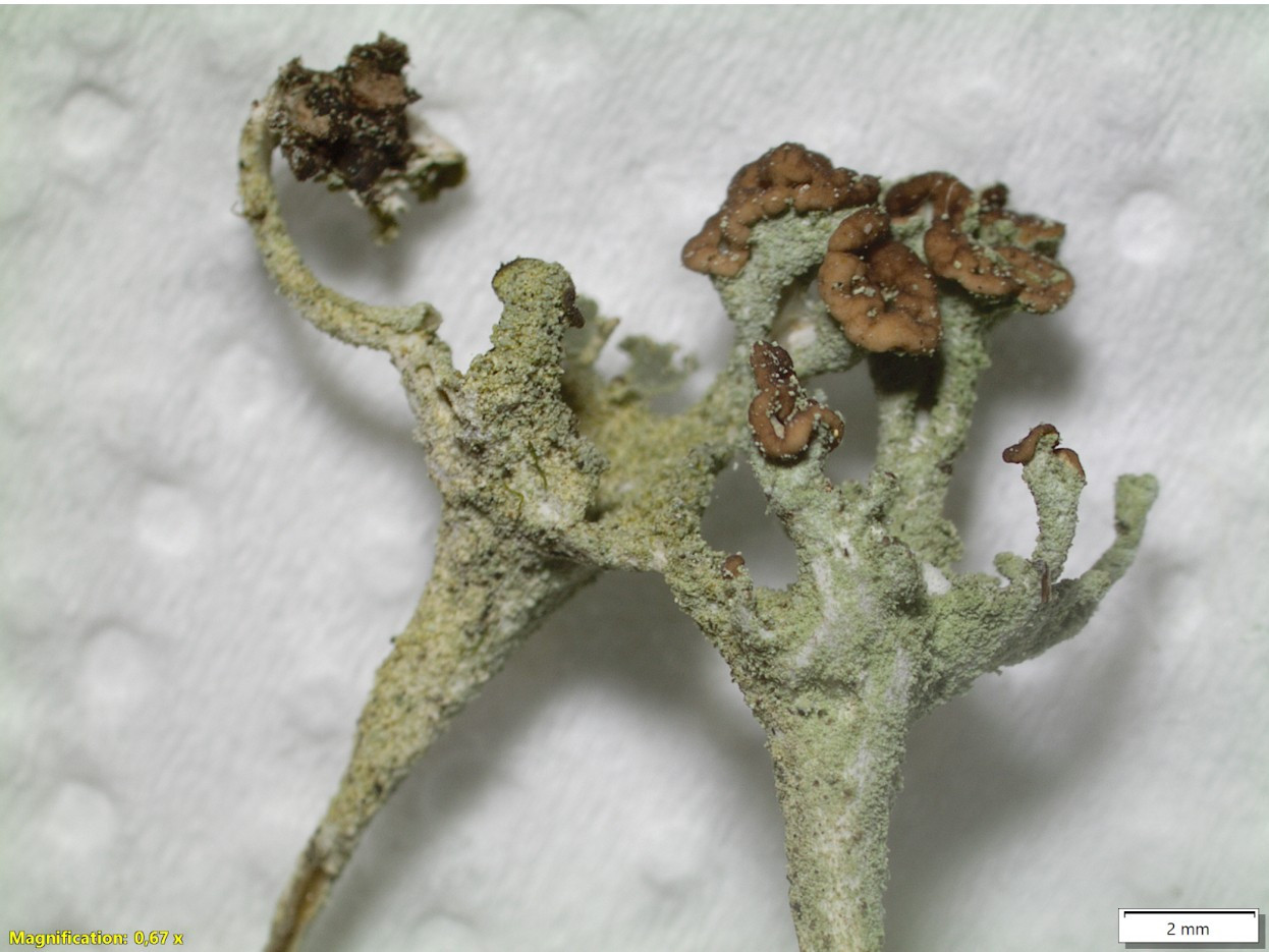 bafkreibwyjqzsy3drfmz5oo7edl7e4qj5cjssfxlxsbfvd4ksy7goysxpa@jpeg