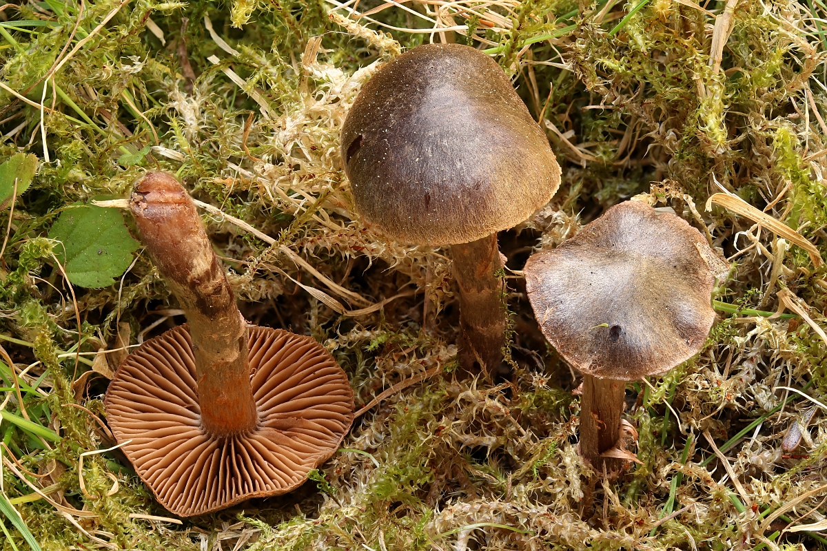 mush-12272.jpg