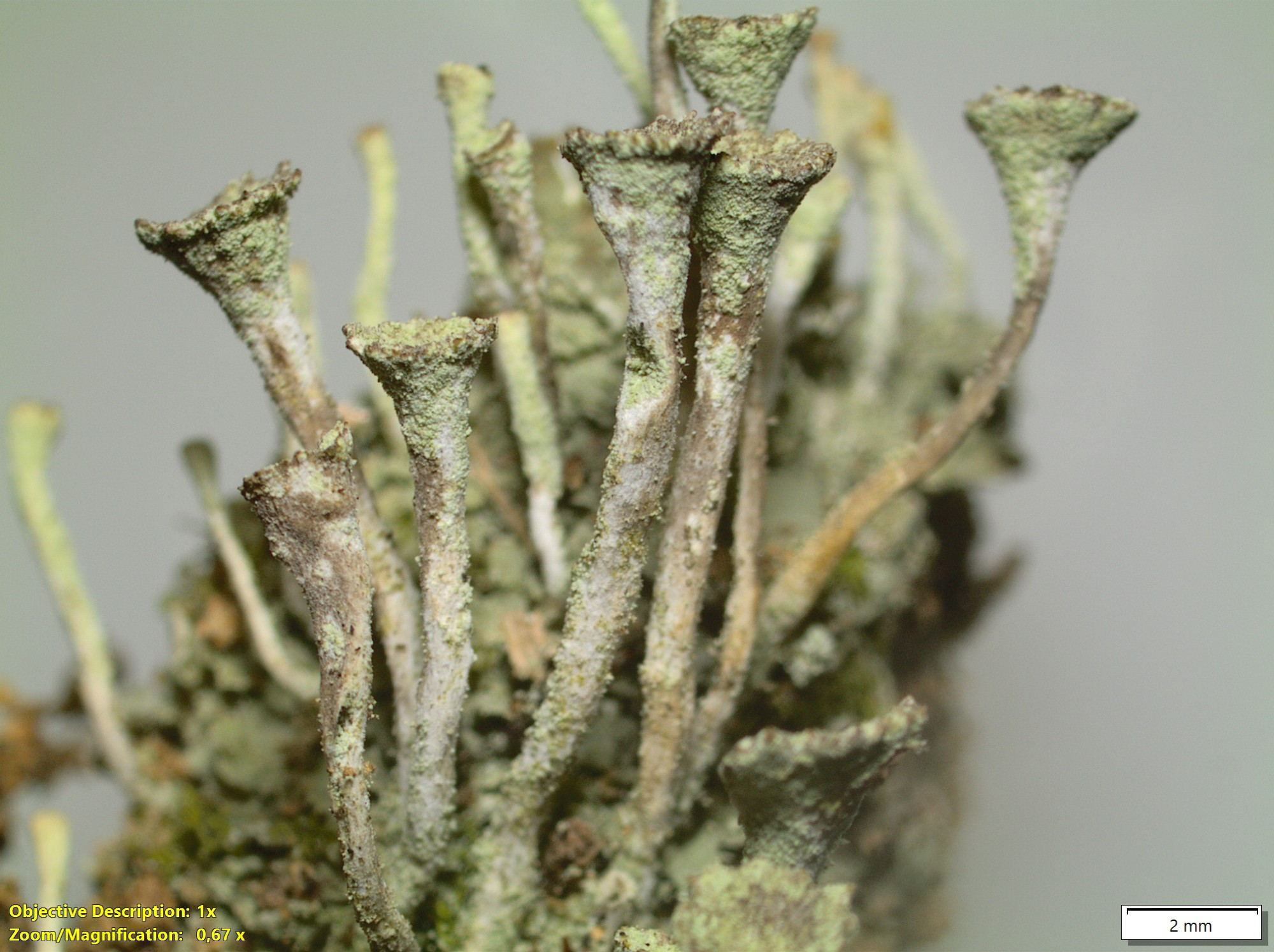 bafkreiffmyfnxp7kvcxh46mpqsfdmxip3f7ydscj24zx3mgixe2mano4ai@jpeg