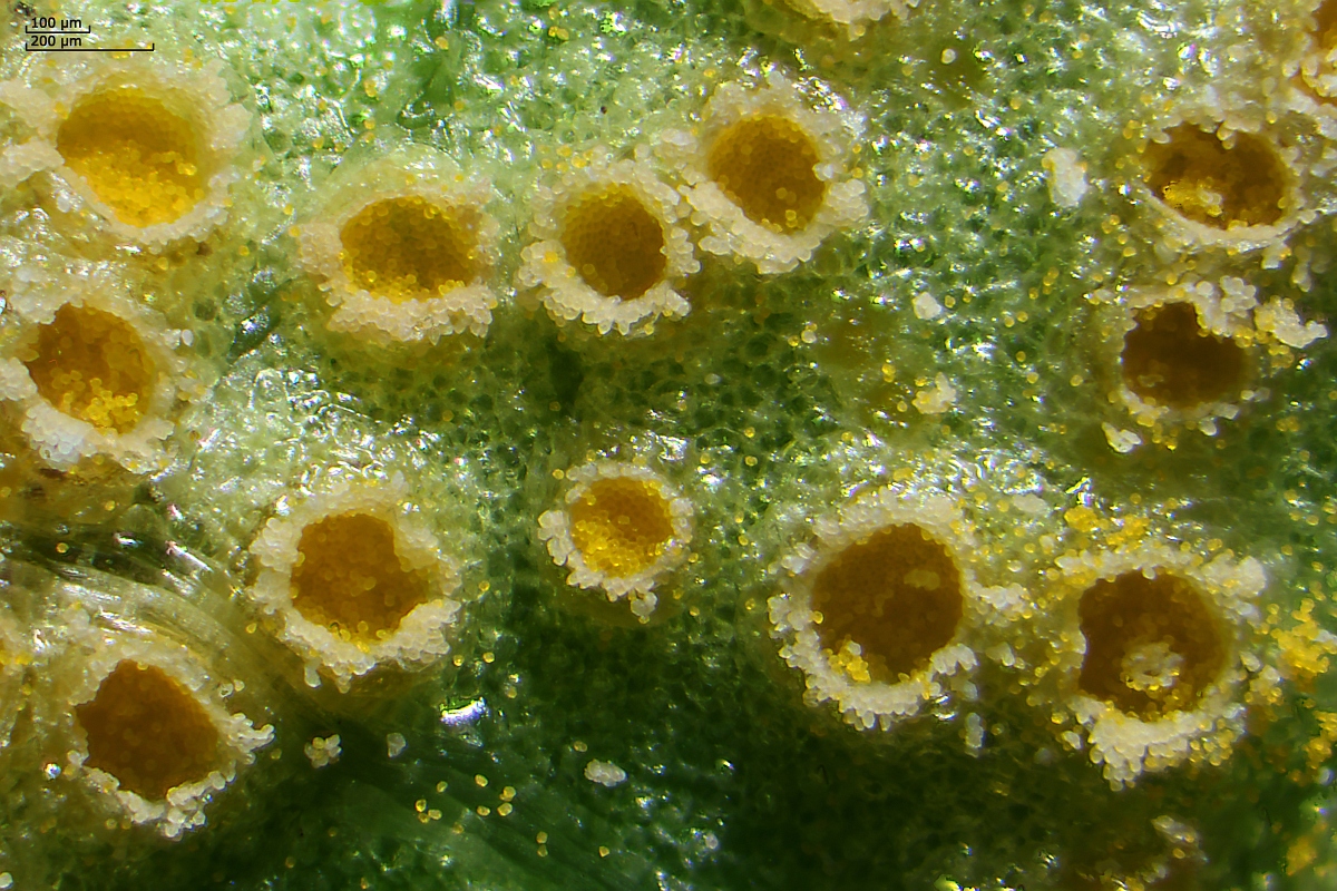 mush-12496.jpg