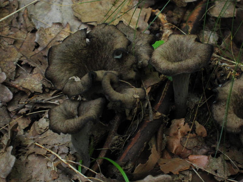 Endlich wieder: Totentrompete (Craterellus cornucopioides) - Pilze ...