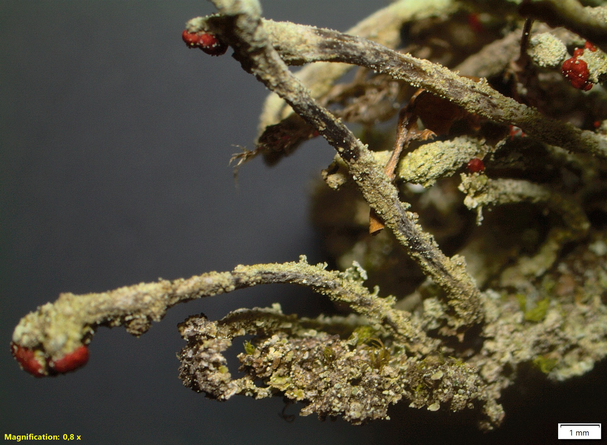 bafkreiekacu4sfplwb3kpnfu52l64f57okqus7gx55fta6yg33lzkqrruy@jpeg