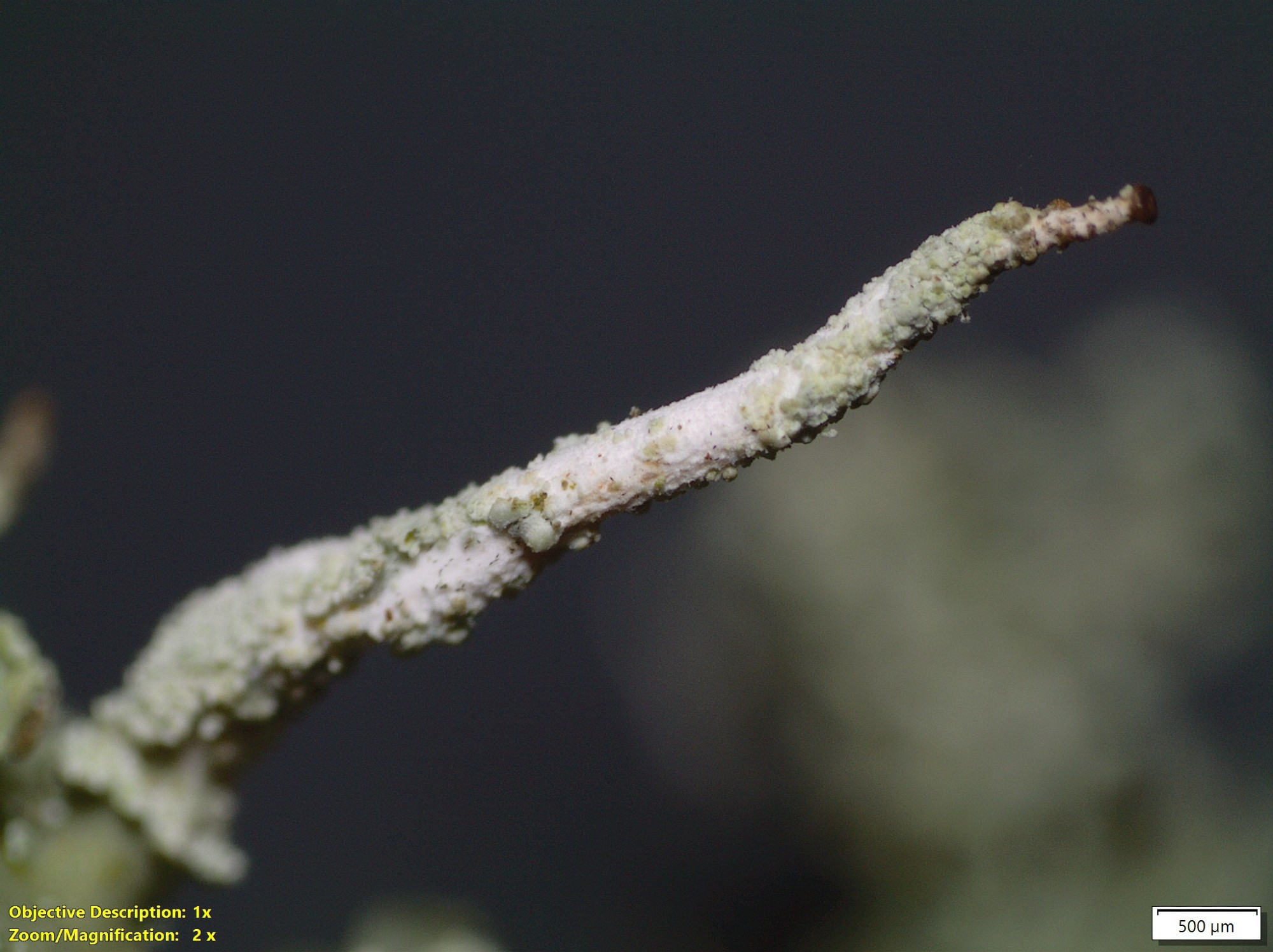 bafkreig4kxuczdebyzs2loqfor6cbfl2yvprxg32eetd2bbvu6rlbitssa@jpeg