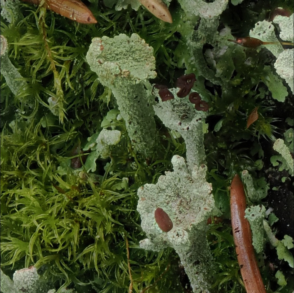 bafkreidydbjhjpdisqaa5l5bjbmbrtrnez5pt6jvetx3zdddq7el7qz4hu@jpeg