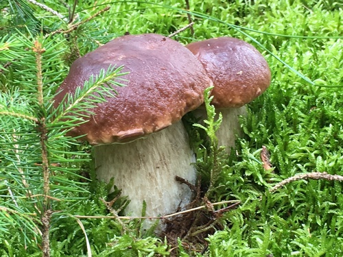 ?key=d4cfdb517959cdbfe4f9e9d5509a393ff509f86b94008db444bf6dc2032ec854-aHR0cHM6Ly93d3cucGFzc2lvbi1waWx6ZS1zYW1tZWxuLmNvbS9pbWFnZXMvMlByYWNodHN0ZWluaXNfT2xpdmVyXzI2LjkuMTcuanBn