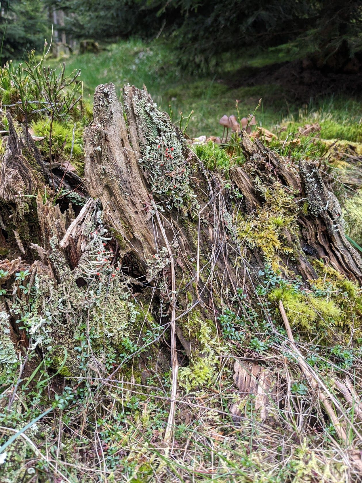 bafkreifjnewgw5cquz7aawi45twhlmlyuboyyu5vfao627vcr3n67rbape@jpeg