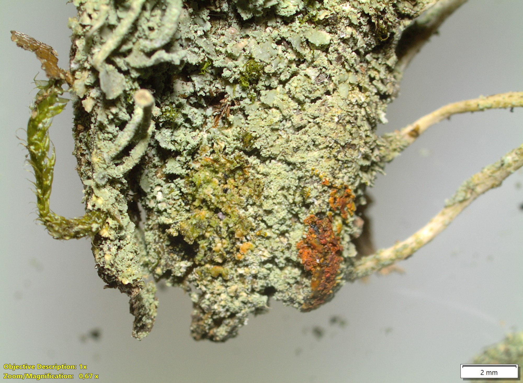 bafkreiakbzikejl4s65yzrdmuqcsf75zk6kitmf6pwoyxbxycm56ta7pnu@jpeg