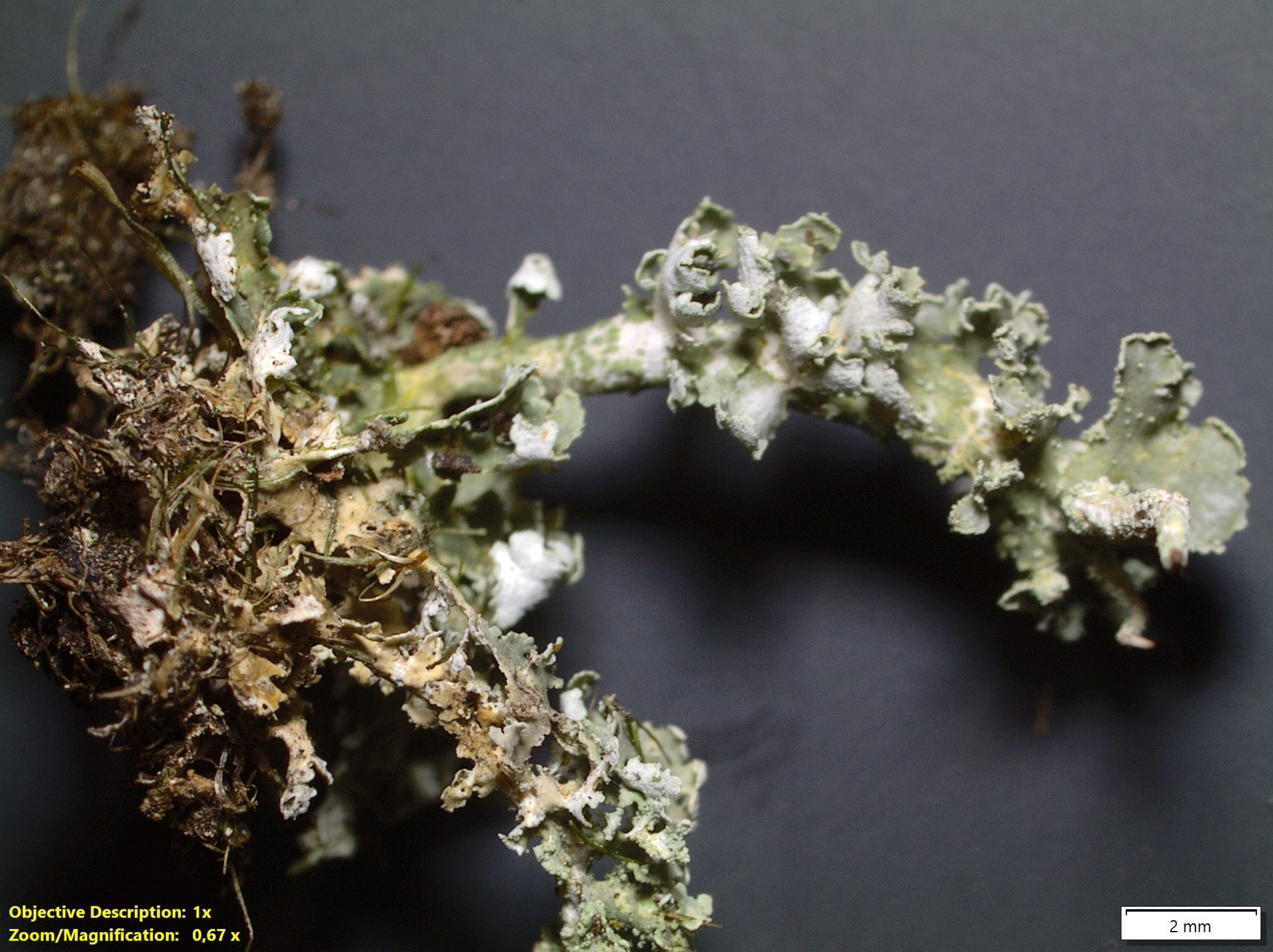 bafkreieqgcoebo3sebaiwyfj5hax23spyaaiyvecx4kvdrb7fe53d5ub5u@jpeg