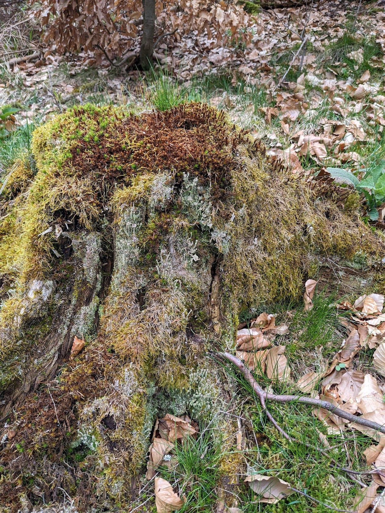 bafkreic3bfkvt4xlttqwfpfah2fi6h3hw4hovnk552lcd57iq3xqkfqnwu@jpeg