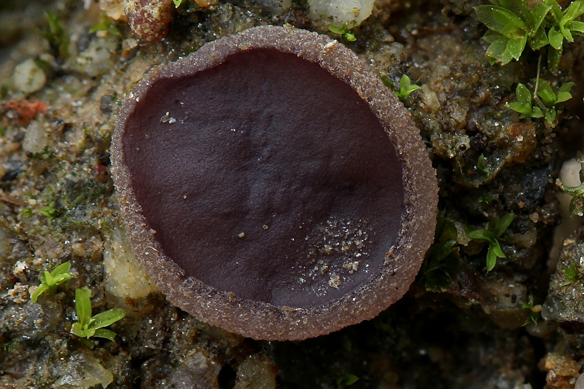 mush-15778.jpg
