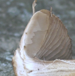 8213362cxb.jpg